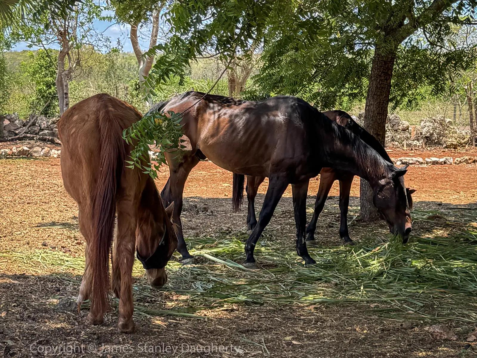 La manada de Cascos Libres pastando en el rancho donde sucede Origin