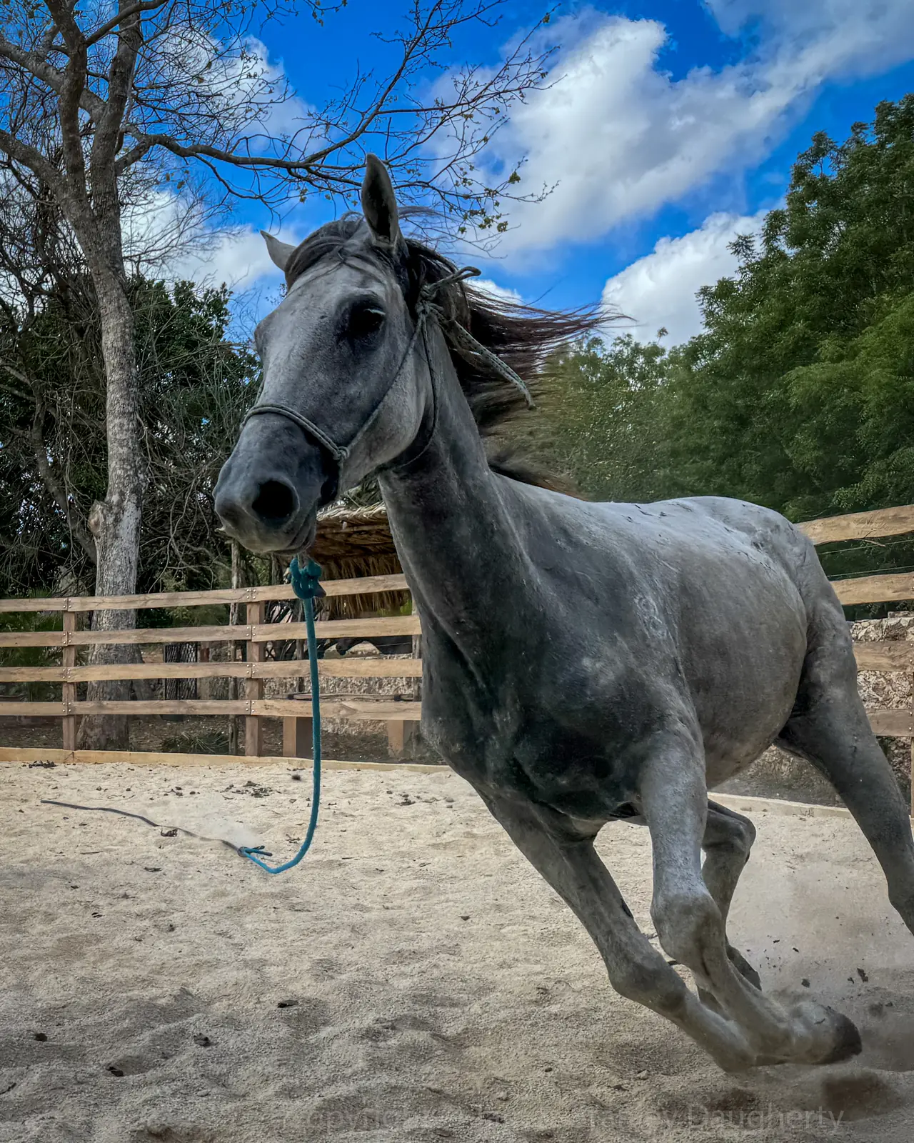 Caballo de Cascos Libres galopando en libertad