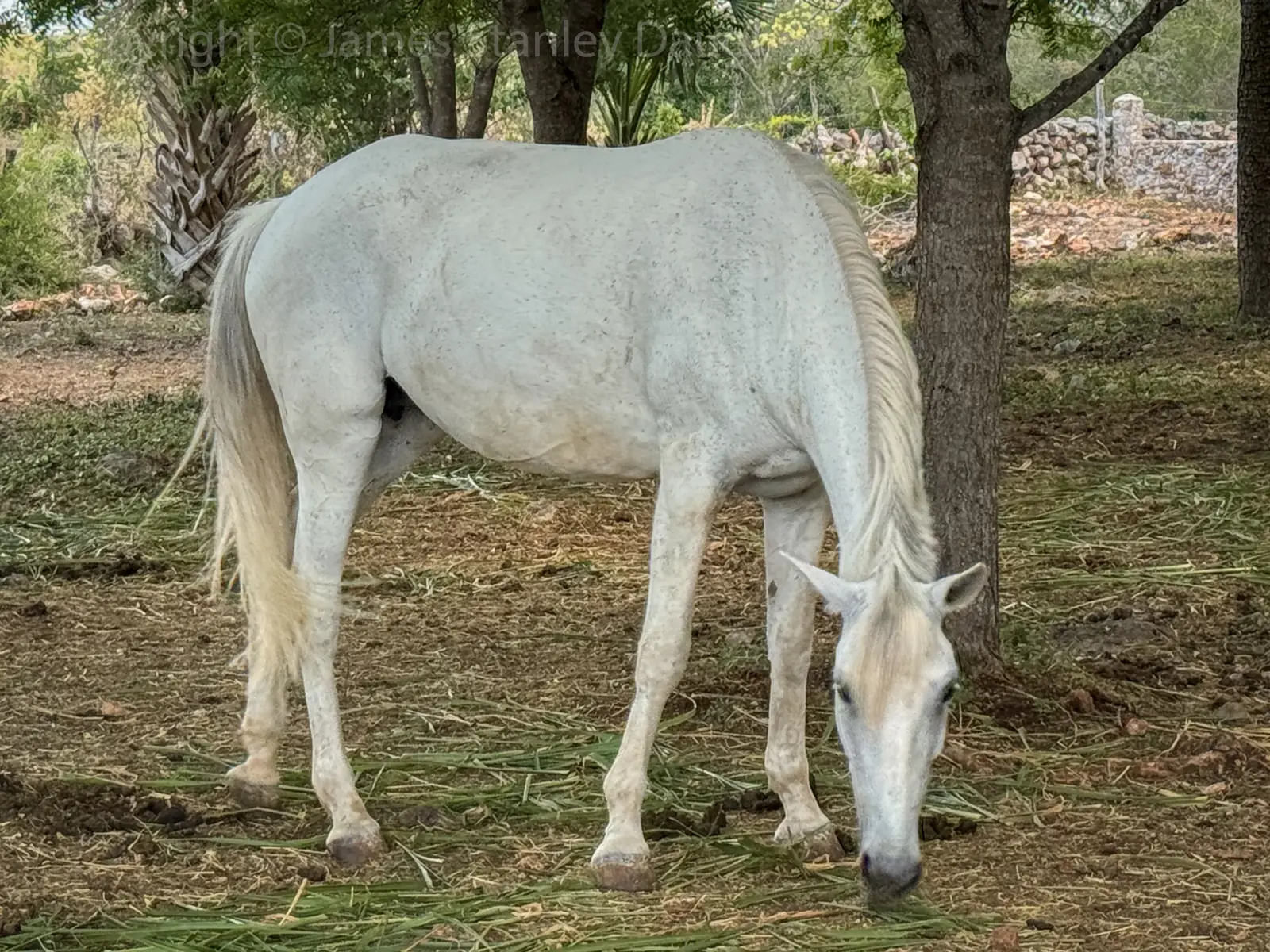 Caballo blanco pastando bajo los árboles junto al muro de piedra