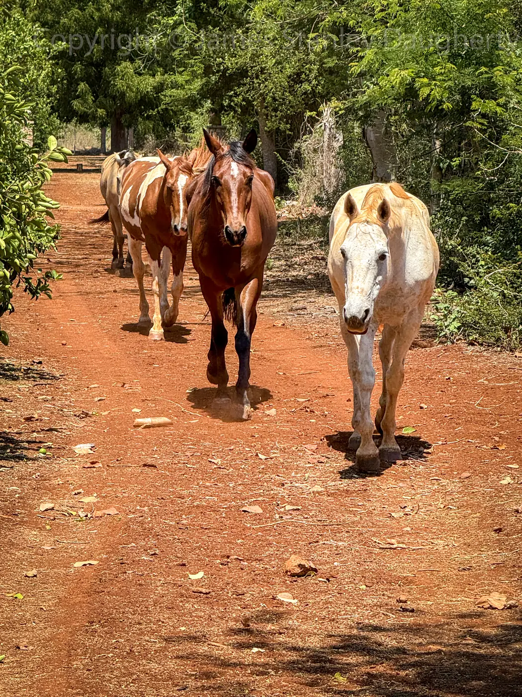 La manada de Cascos Libres avanzando por el sendero del rancho