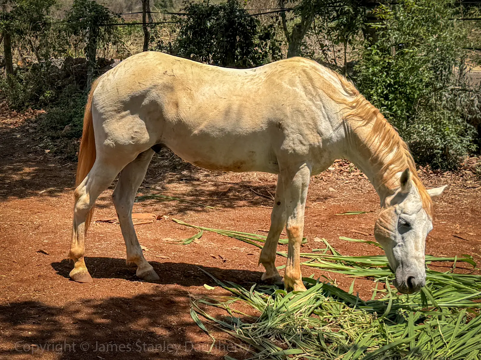 Caballo comiendo pasto fresco en el rancho
