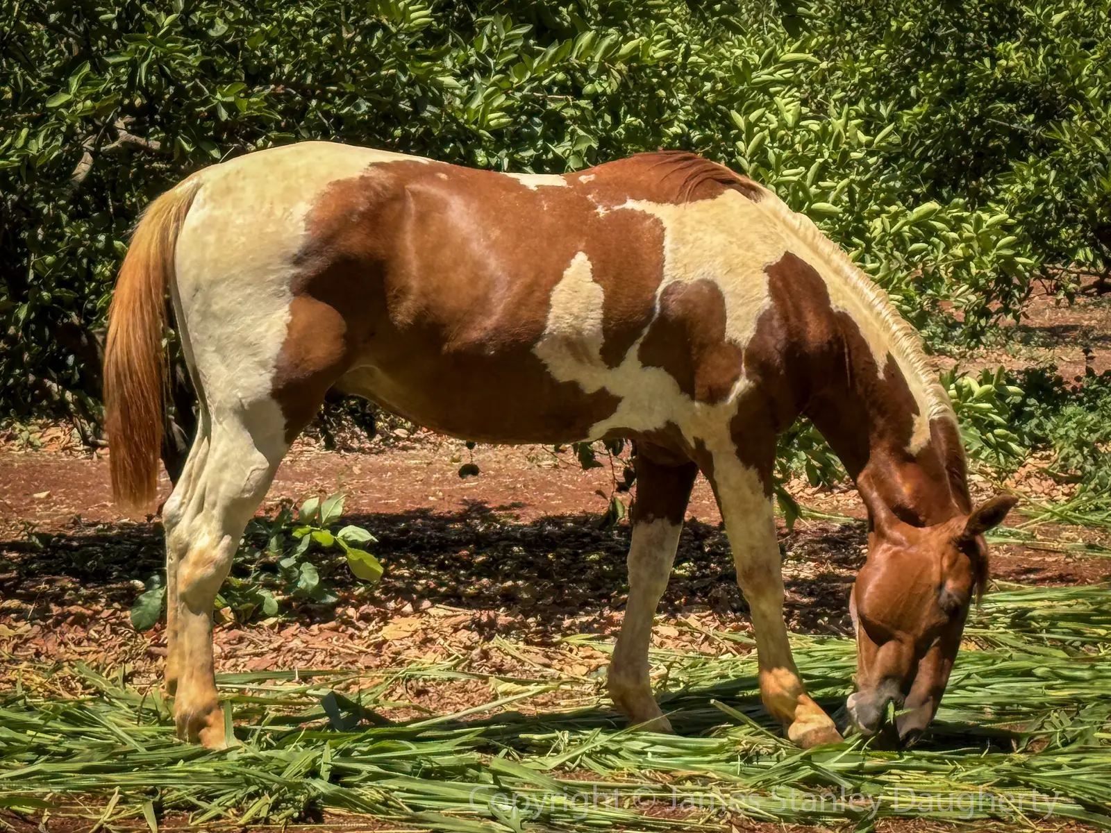 Caballo pinto pastando en el rancho